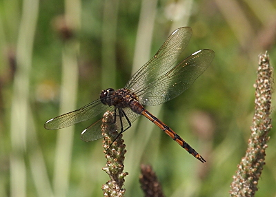 [This dragonfly perched on the tip of a weed and the spots are not even visible due to the lighting and background. The thin rectangular sections of white at the tops of the wings are very visible. This dragonfly has a very thin body.]